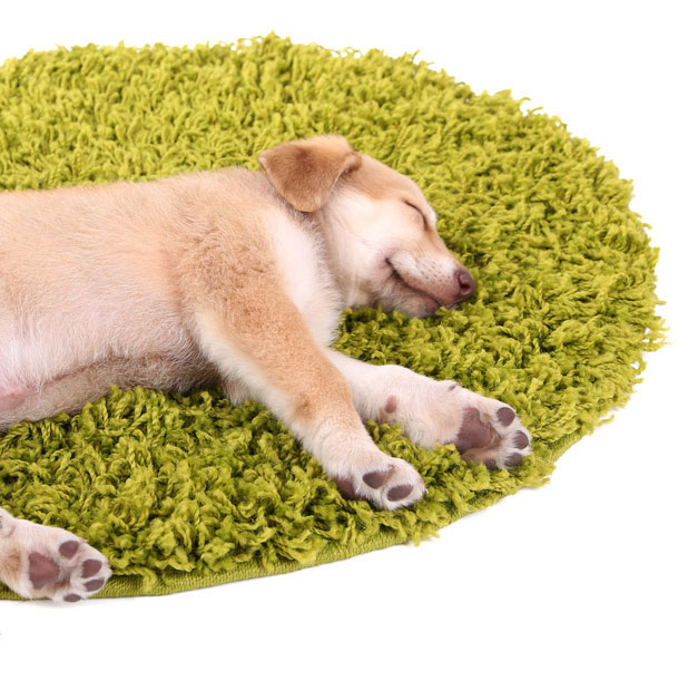 puppy sleeping on a carpet