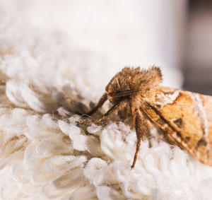 moth on the carpet